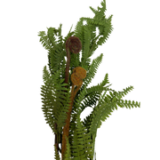 Fern Garland