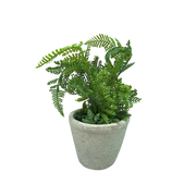 Faux  Boston Fern in Cement Pot