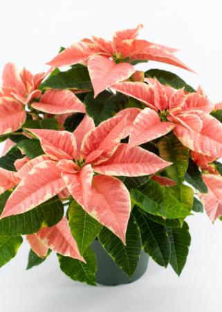 Poinsettia