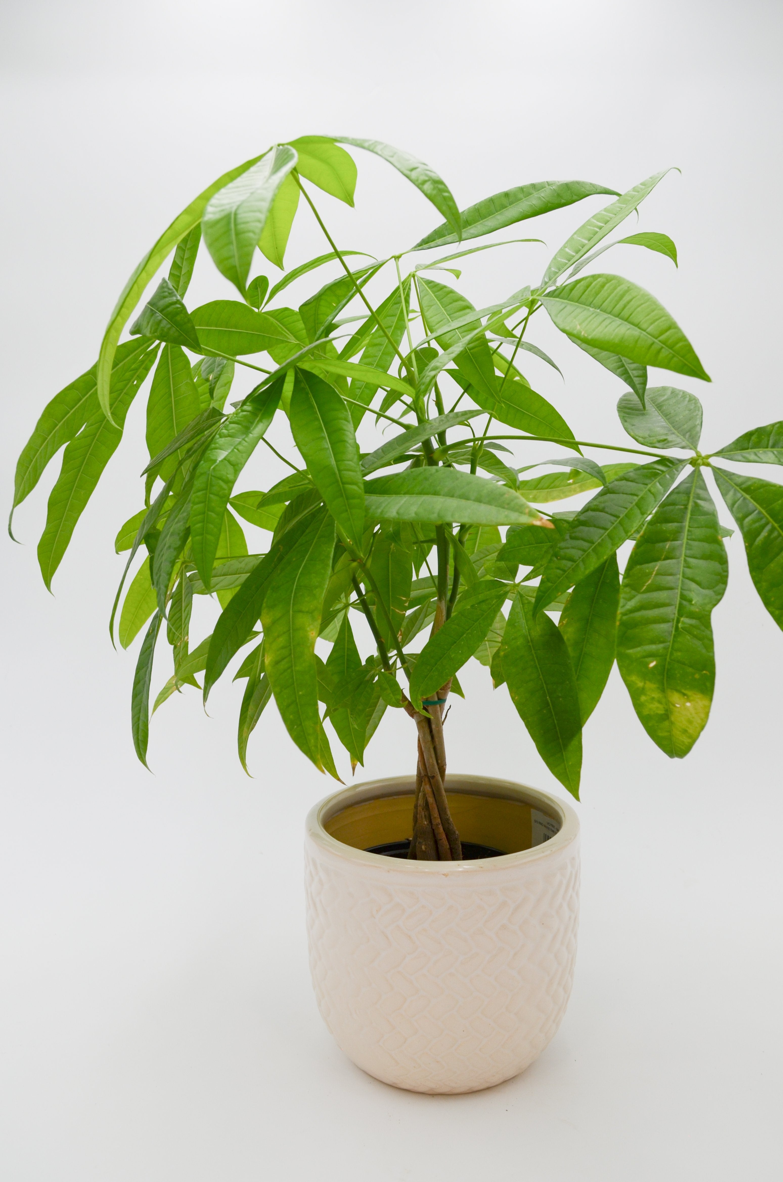 Money Tree (Pachira aquatica)