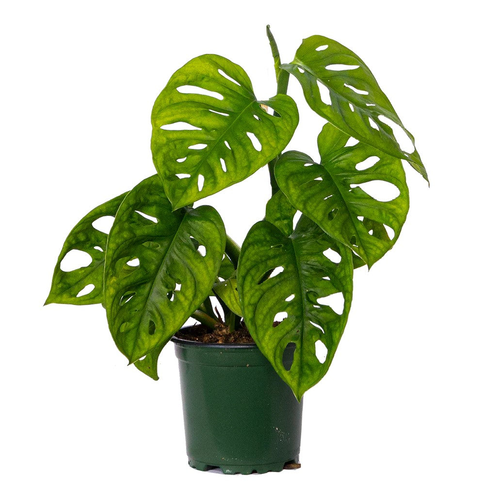 Monstera Adansonii (Swiss Cheese)