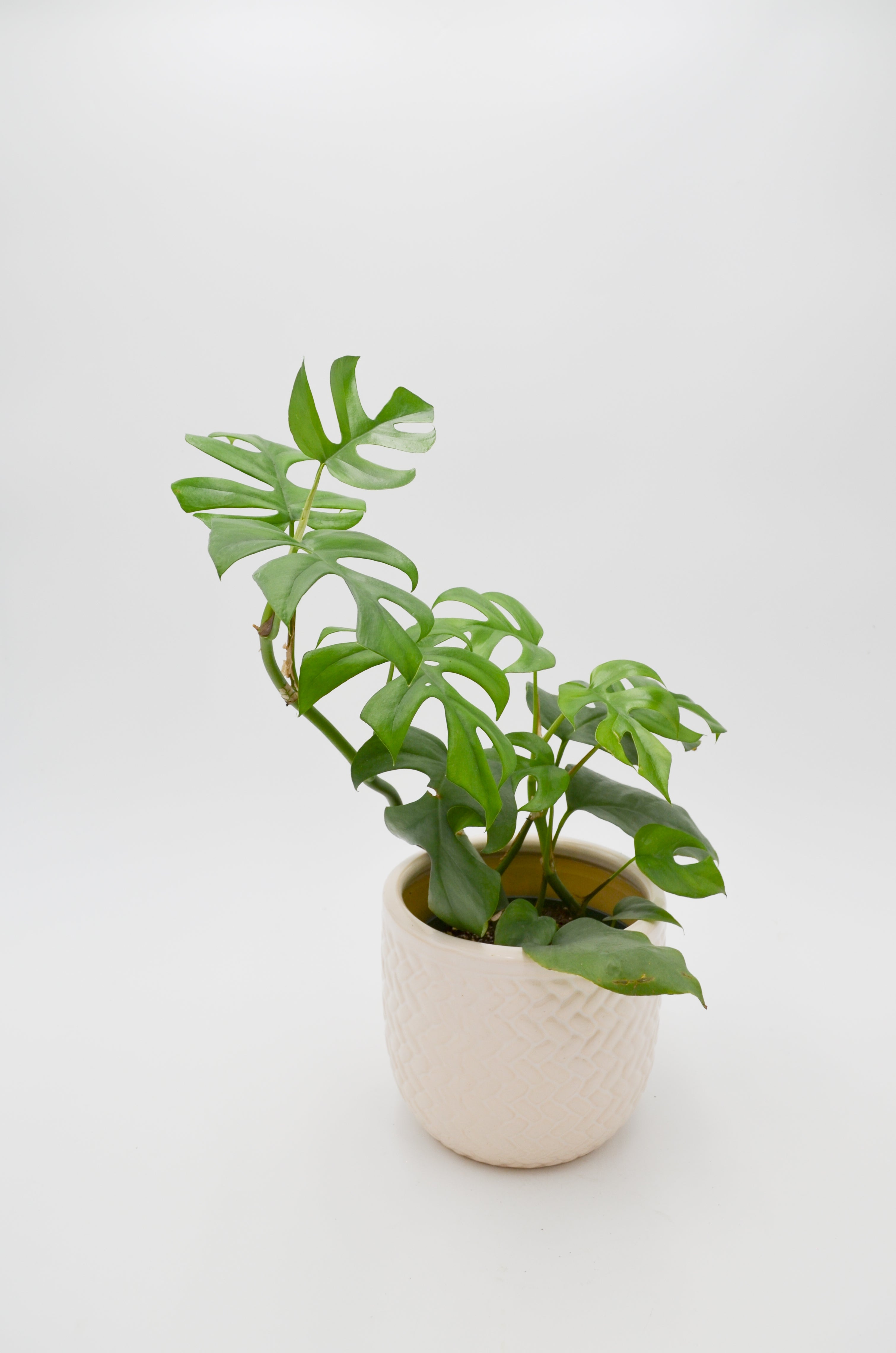 Splitleaf Philodendron (Rhaphidophora tetrasperma)