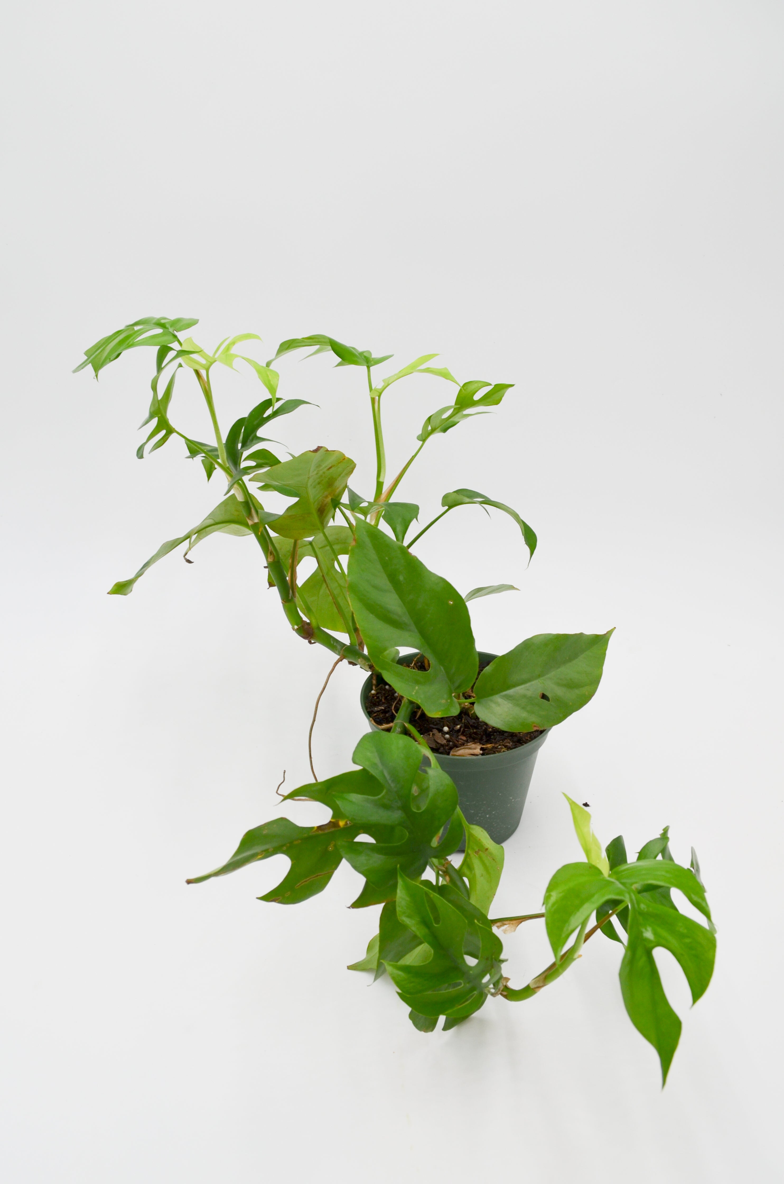 Splitleaf Philodendron (Rhaphidophora tetrasperma)