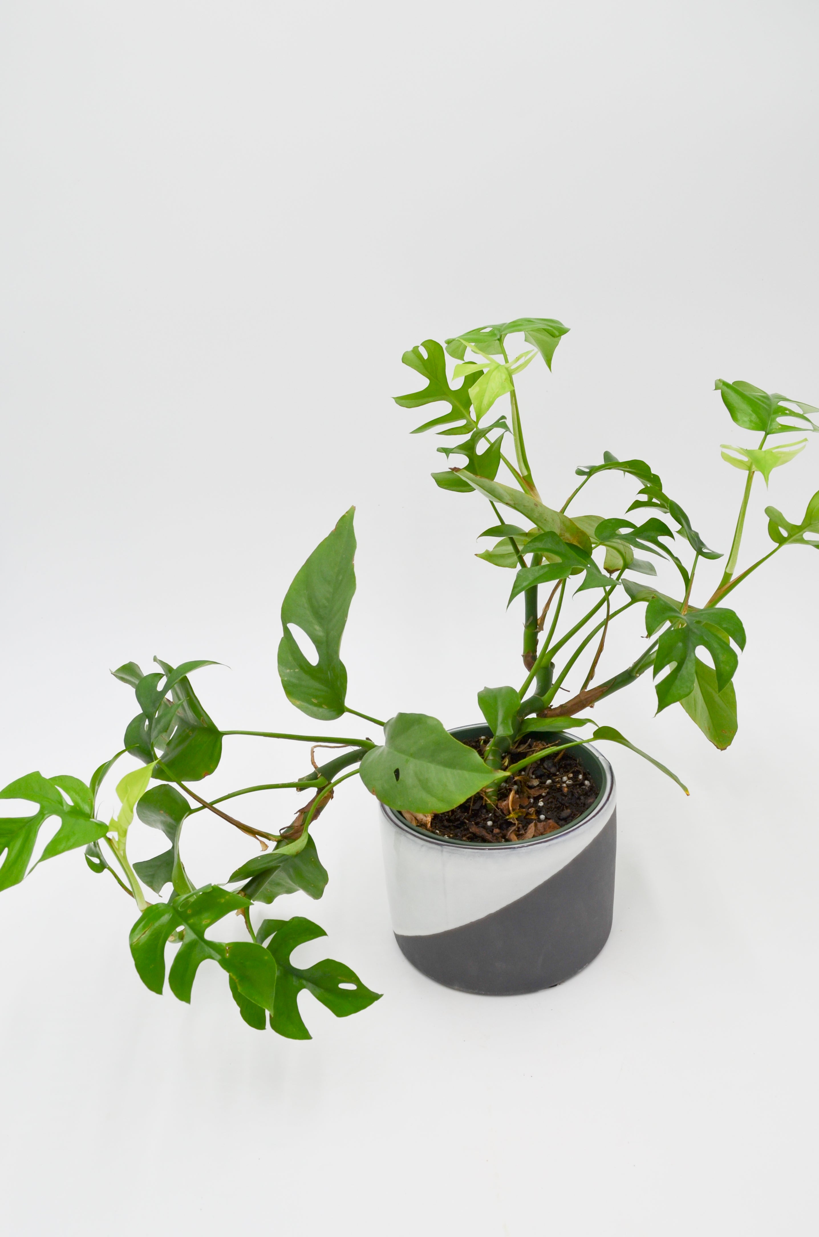 Splitleaf Philodendron (Rhaphidophora tetrasperma)
