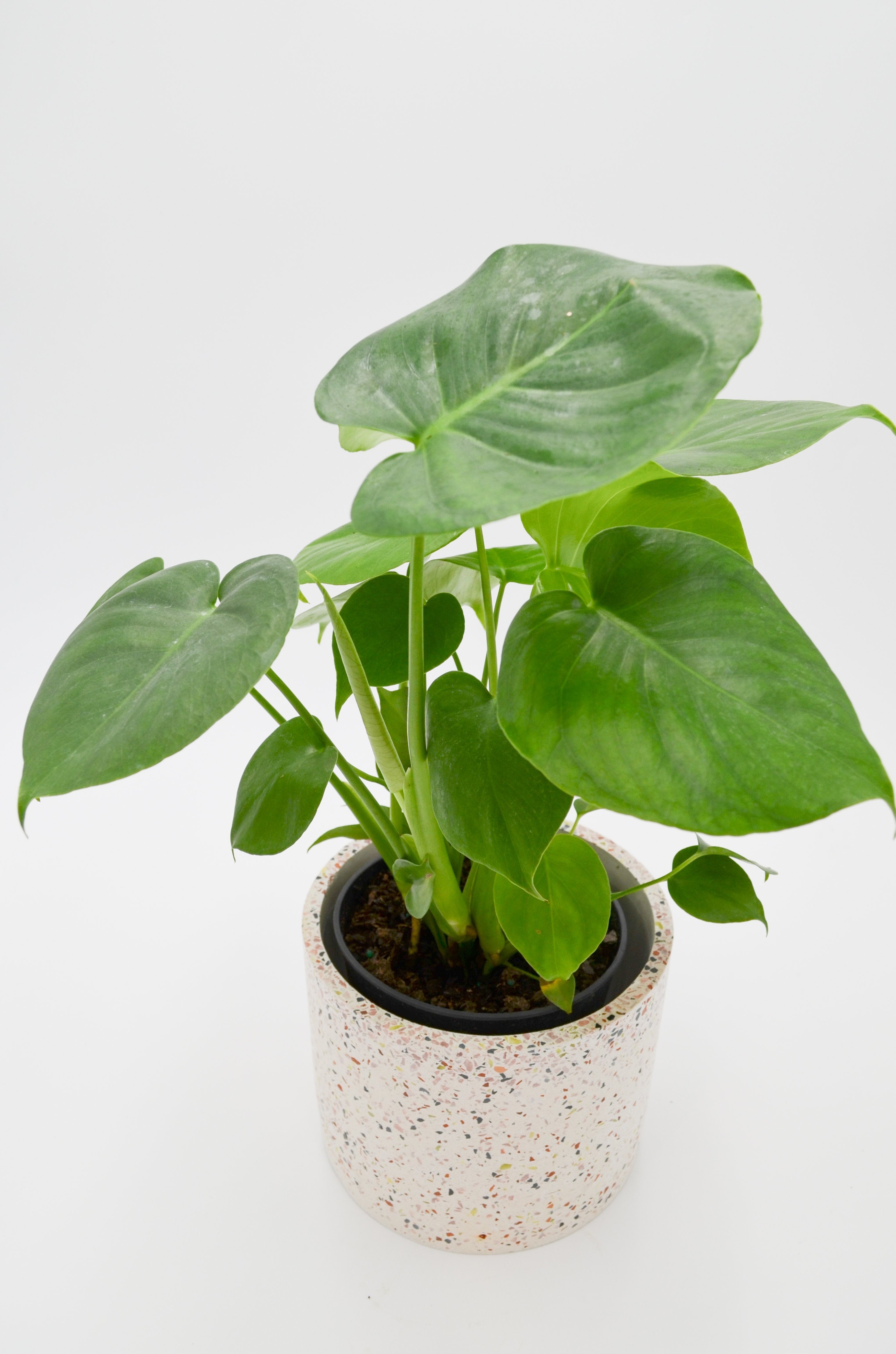 Monstera (Monstera deliciosa)