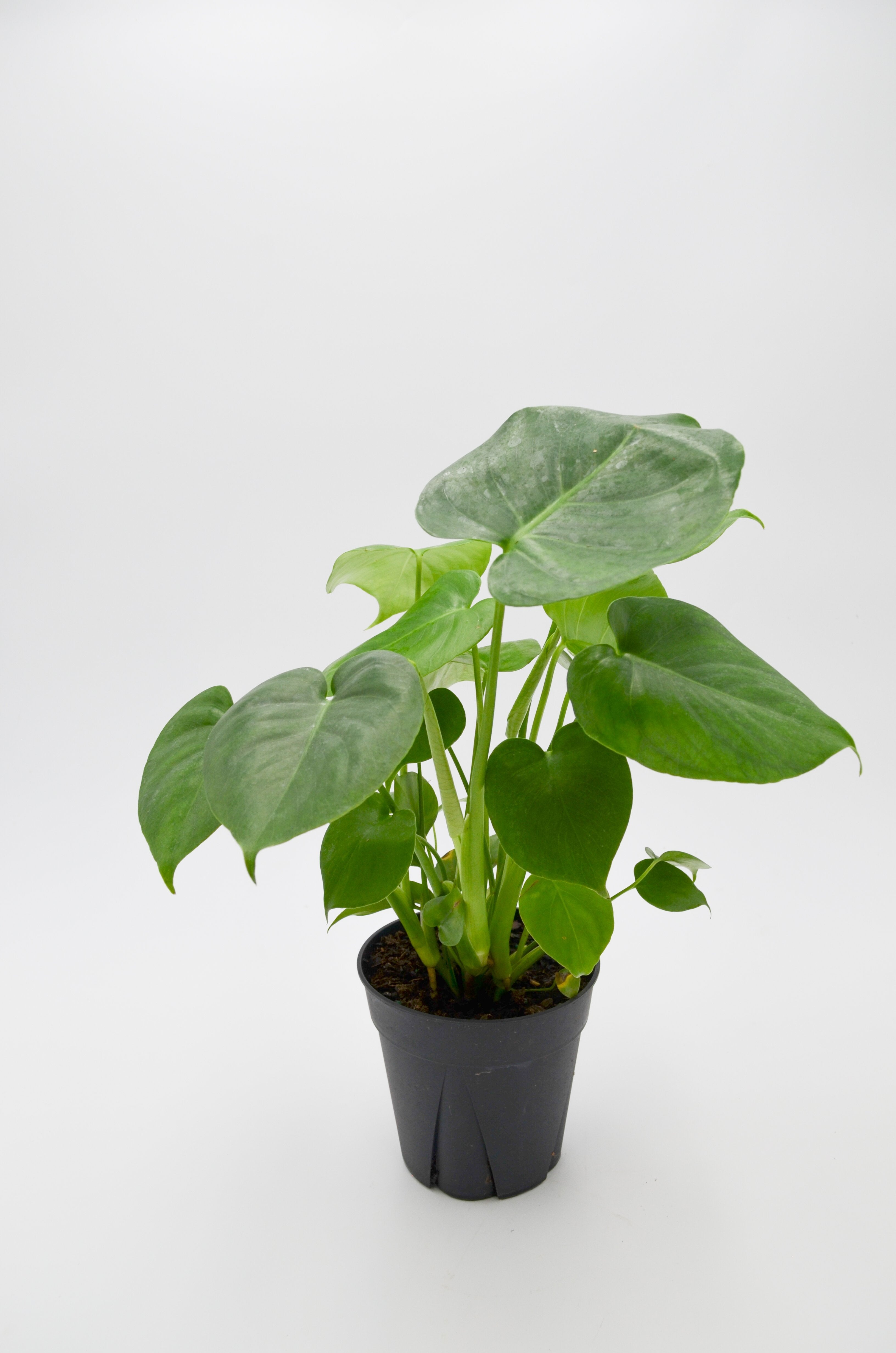 Monstera (Monstera deliciosa)