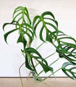 Monstera Burle Marx Flame