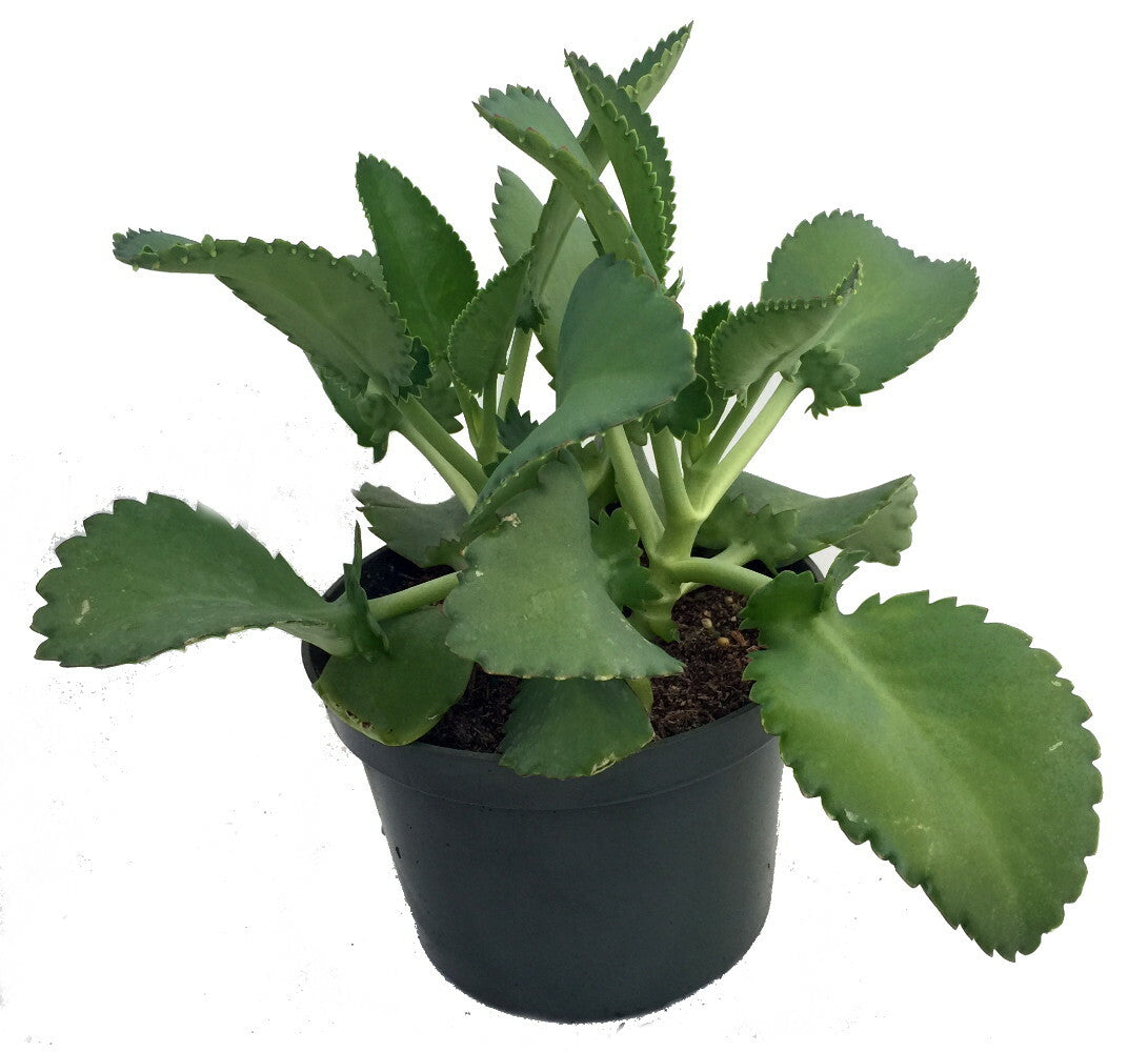 Mother-of-Millions (Kalanchoe daigremontiana)