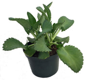 Mother-of-Millions (Kalanchoe daigremontiana)