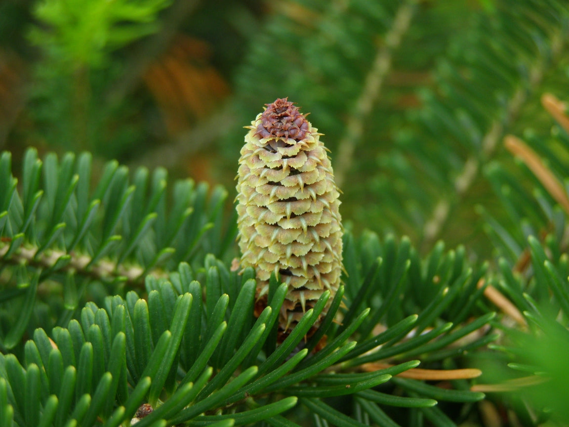 Living Christmas Tree  Seed Grow Kit