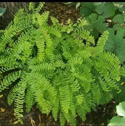 Adiantum pedatum (Northern maidenhair fern)