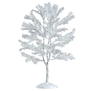 Snowy Black Walnut Tree