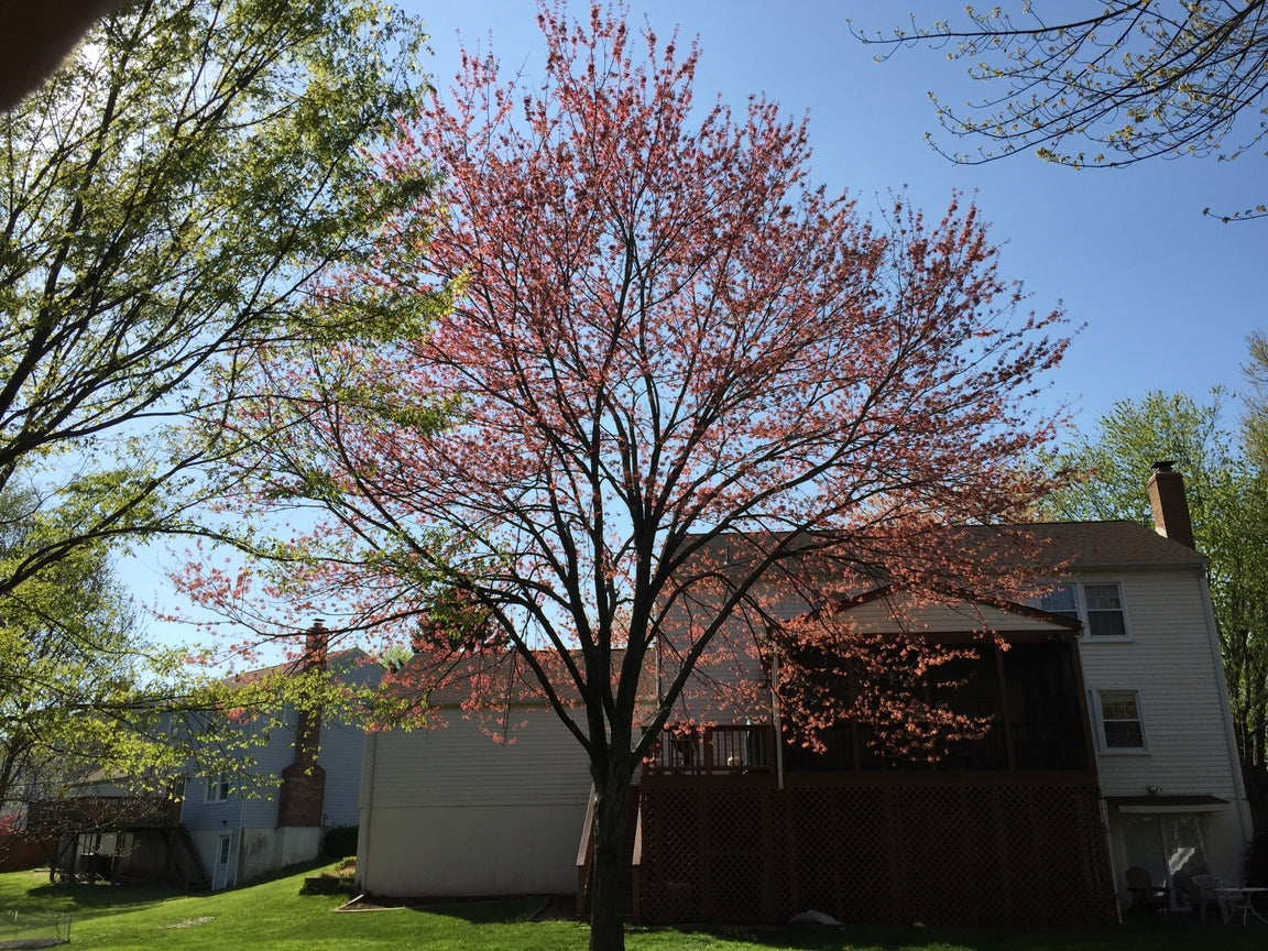 Red Maple Tree  Seed Grow Kit