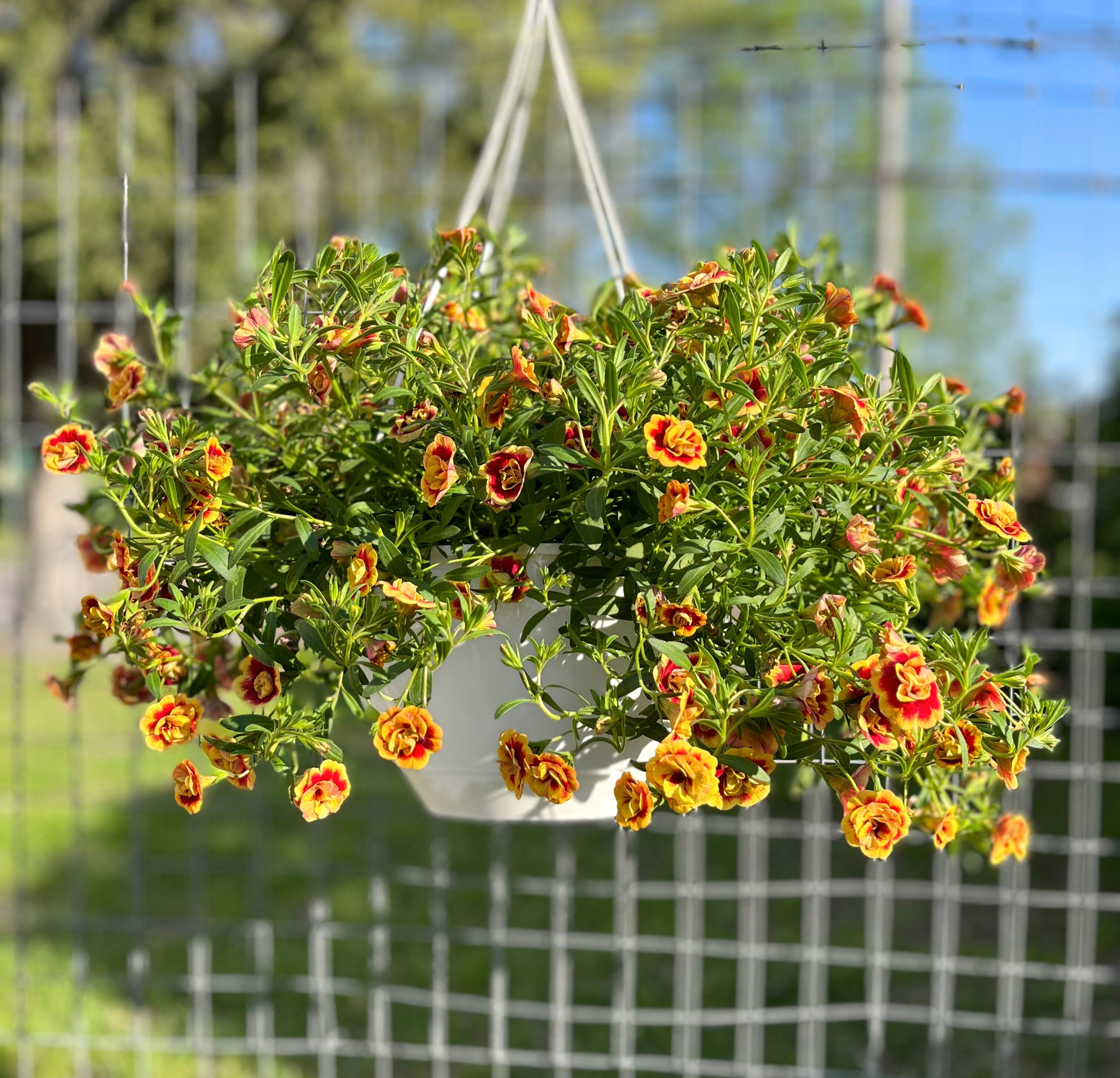 Million Bells Hanging Basket
