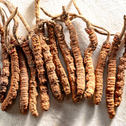 Cordyceps tincture (bottled)