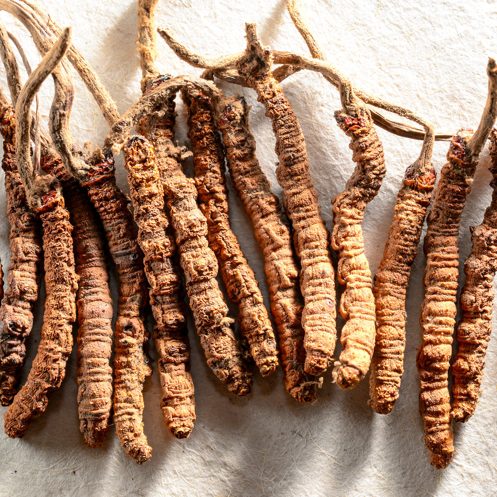 Cordyceps tincture (bottled)