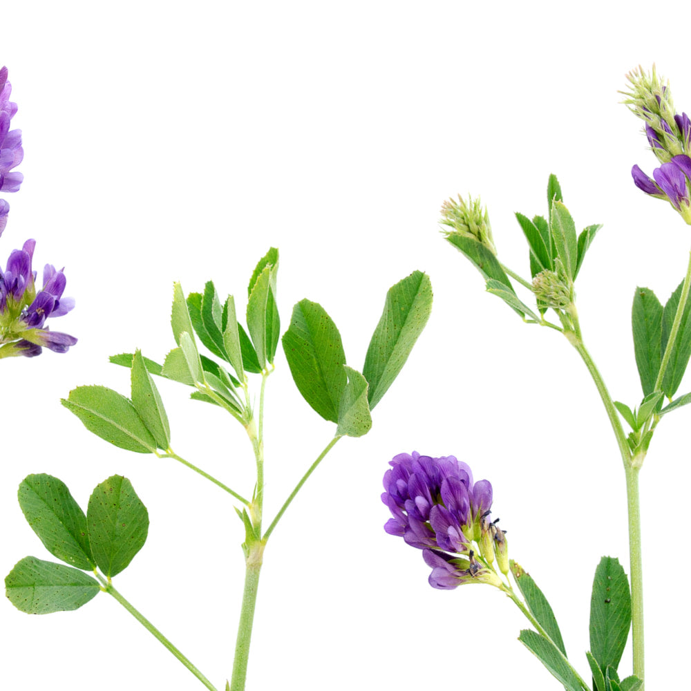 Alfalfa