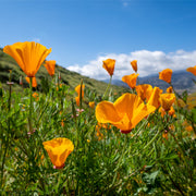 California poppy tincture (bottled)