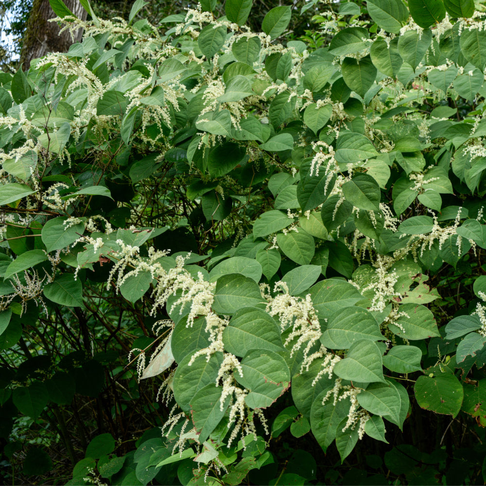 Japanese Knotweed