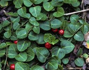 Partridge Berry tincture (bottled)