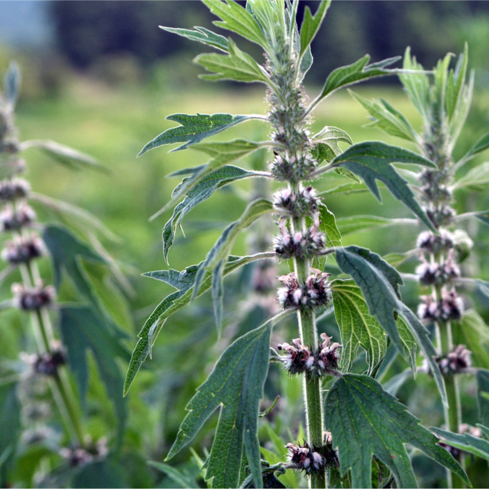 Motherwort