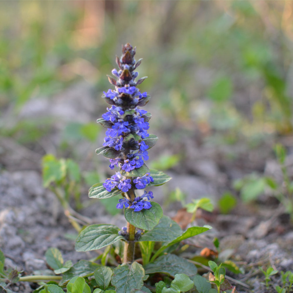 Bugleweed tincture (bottled)