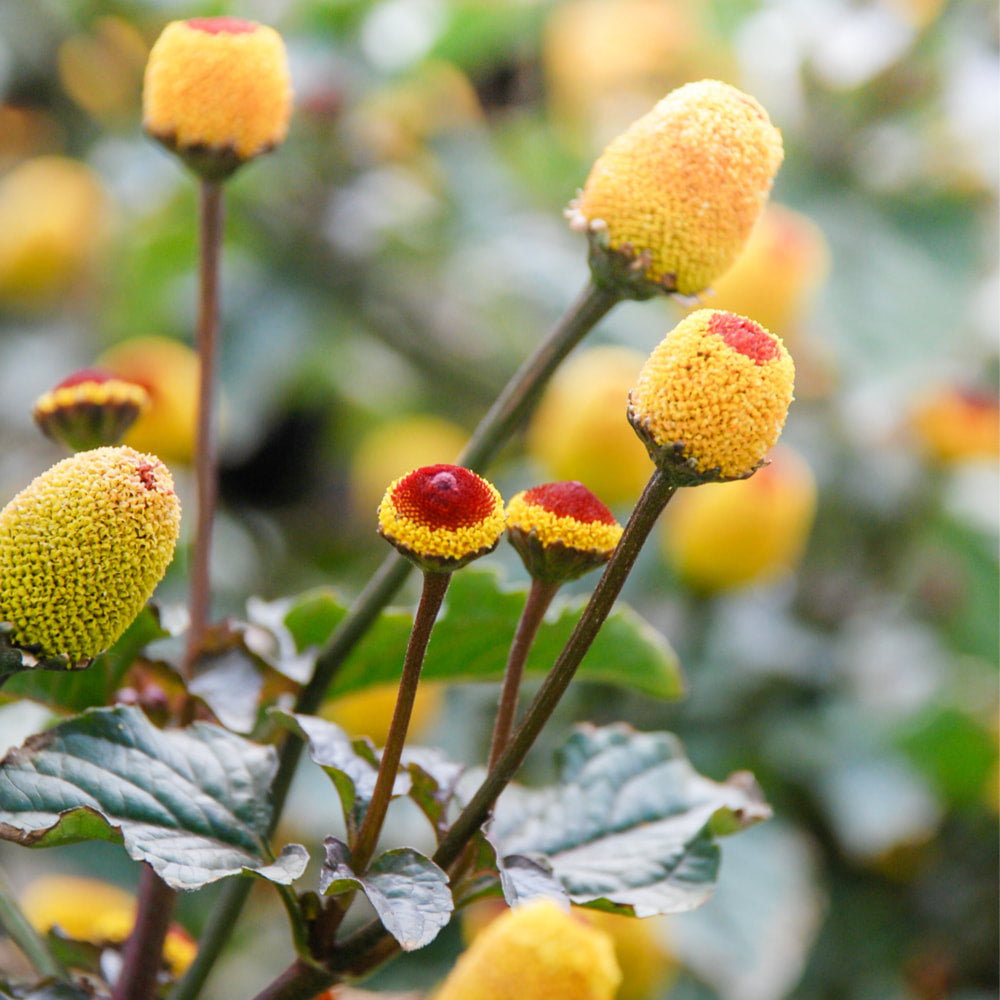 Spilanthes