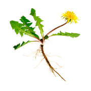 Dandelion Root tincture (bottled)