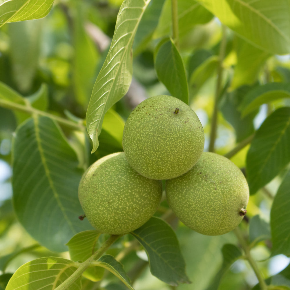 Black Walnut Powder