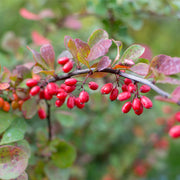 Barberry tincture (bottled)