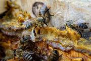 Propolis tincture (bottled)