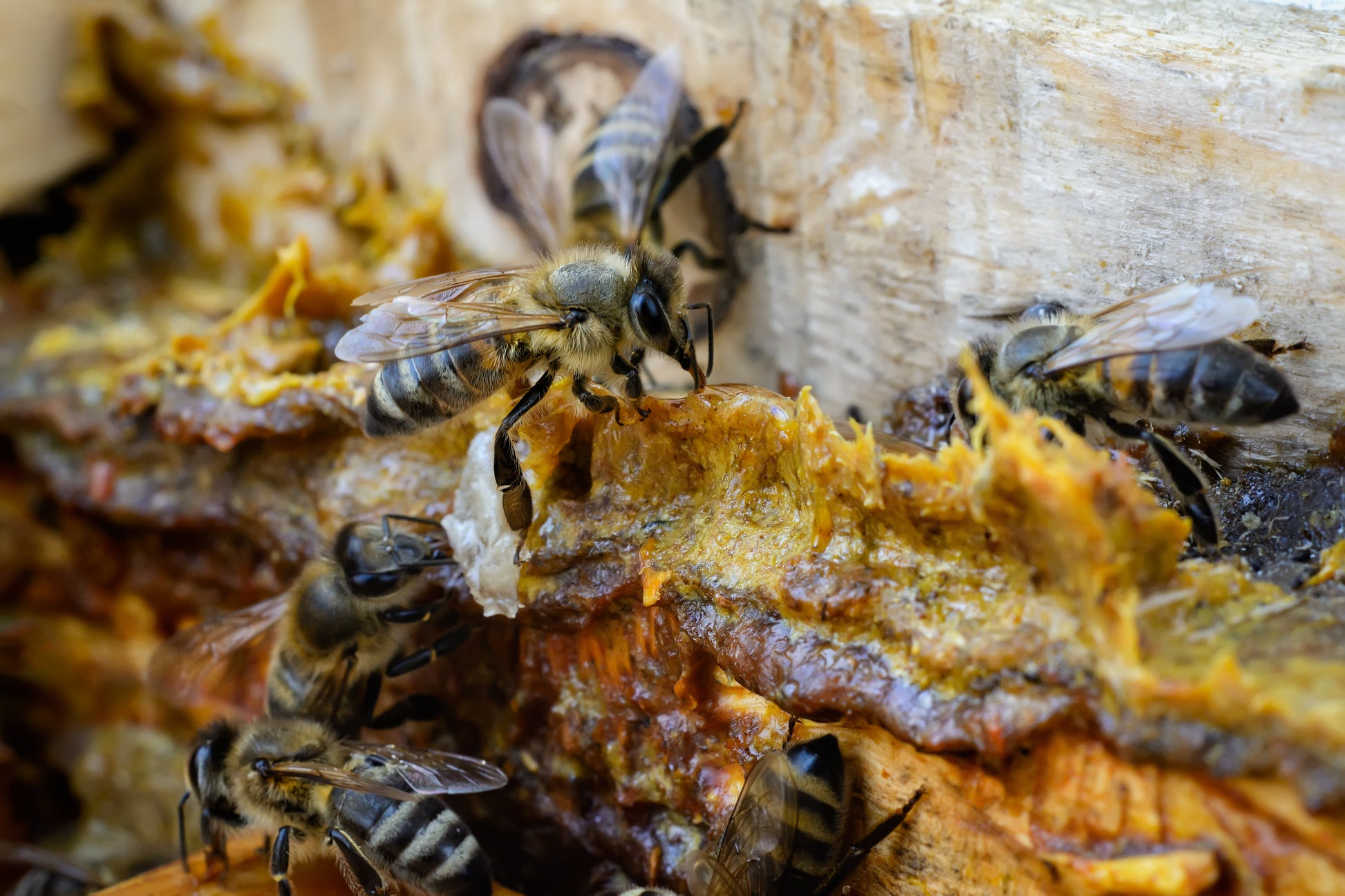Propolis tincture (bottled)