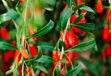 Goji