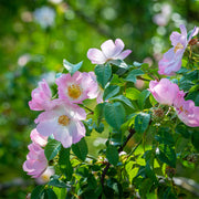 Rose petals 1/2 oz. Single
