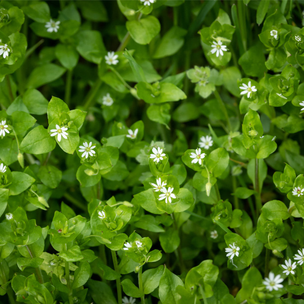 Chickweed