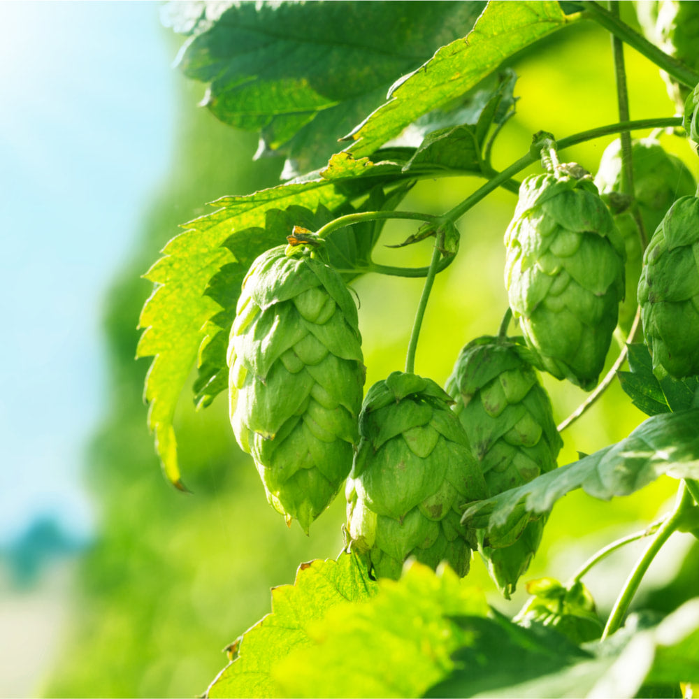 Hops