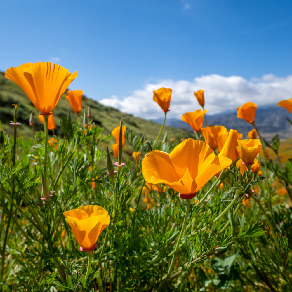 California Poppy