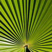 Saw palmetto tincture (bottled)