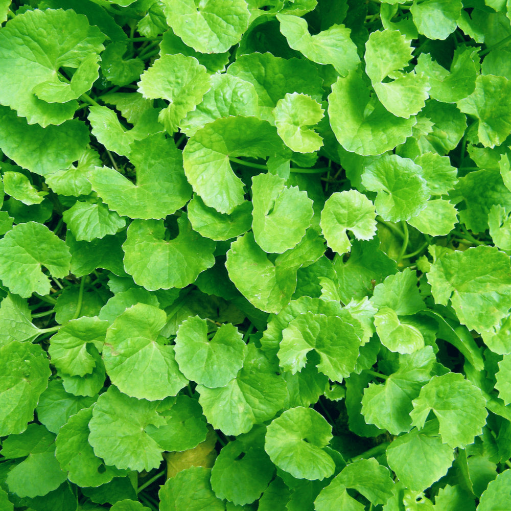 Gotu Kola