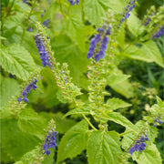 Skullcap tincture (bottled)