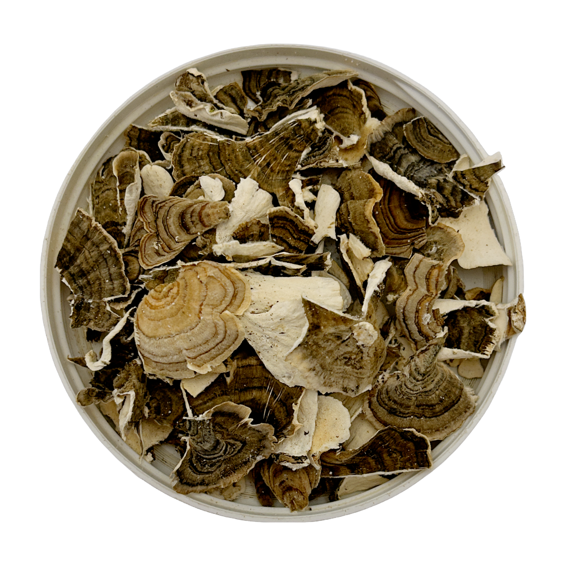 Turkey tail