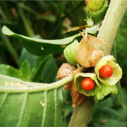 Ashwagandha tincture (bottled)