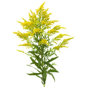 Goldenrod tincture (bottled)