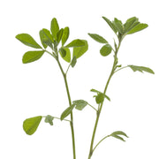Fenugreek Tincture (bottled)