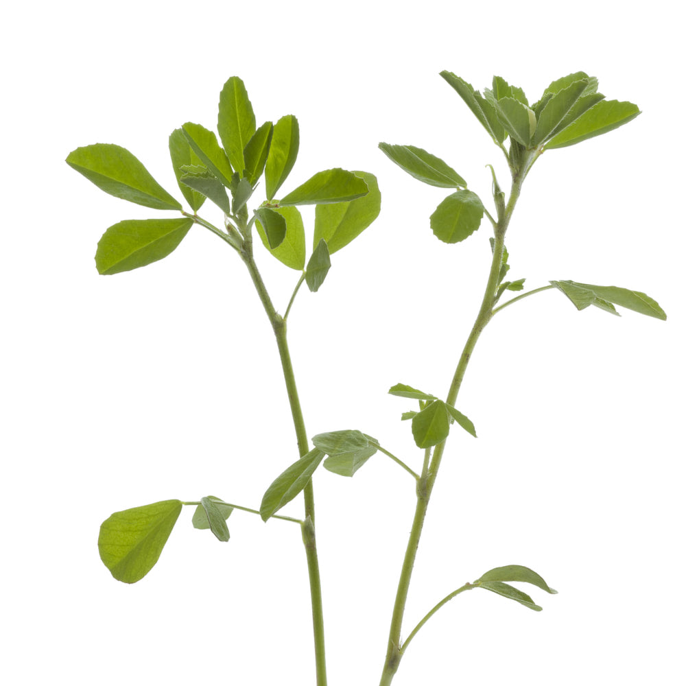 Fenugreek Tincture (bottled)