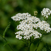 Yarrow tincture (bottled)