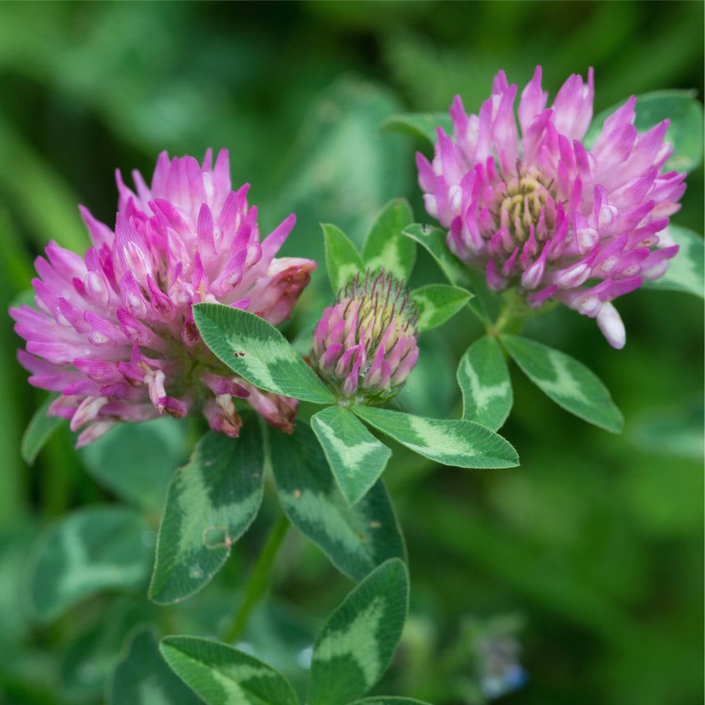 Red Clover