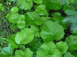 Coltsfoot