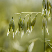 Milky Oats tincture (bottled)