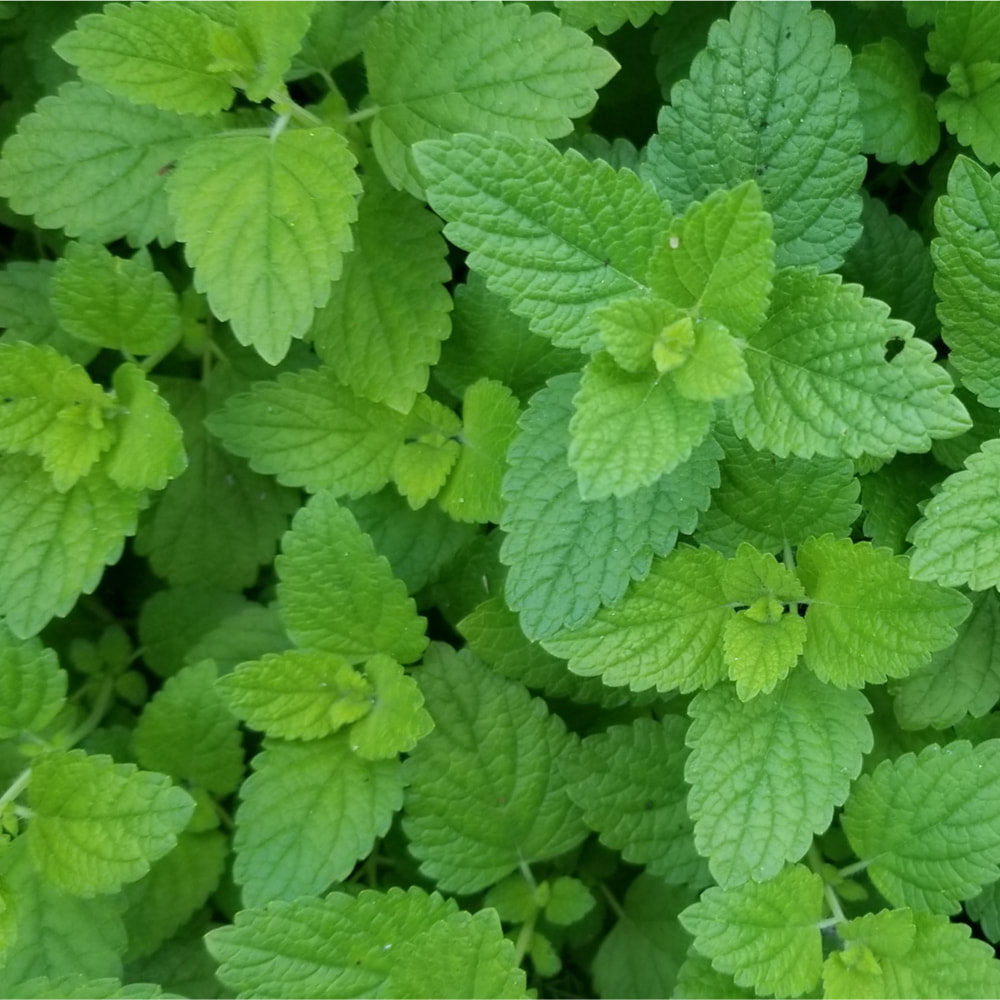 Lemon Balm 1 oz Single